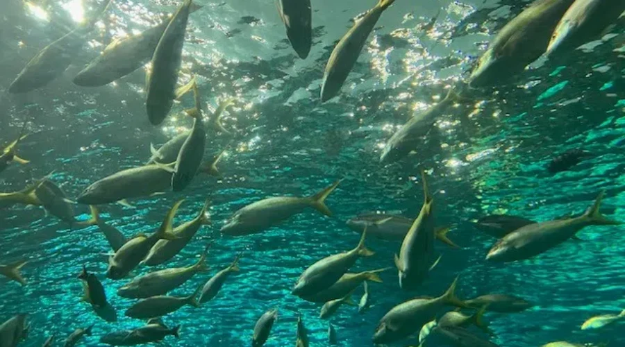 Halifax aquarium official opening just days away