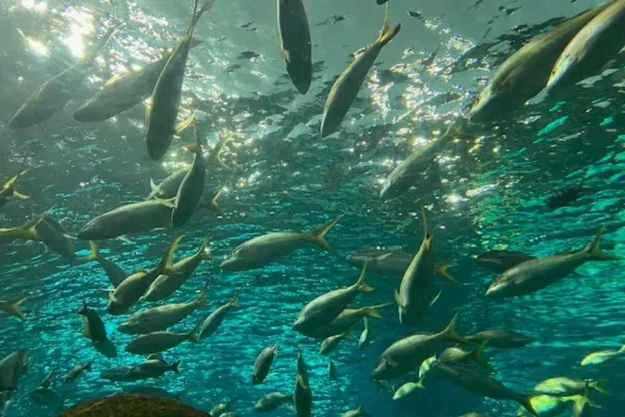 Halifax aquarium official opening just days away