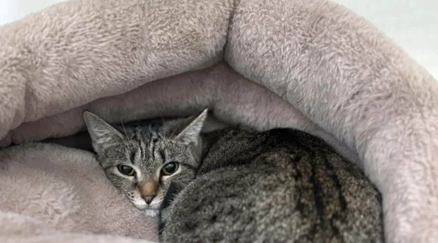 SHAID TREE ANIMAL SHELTER Adoptable of the Week : Shark