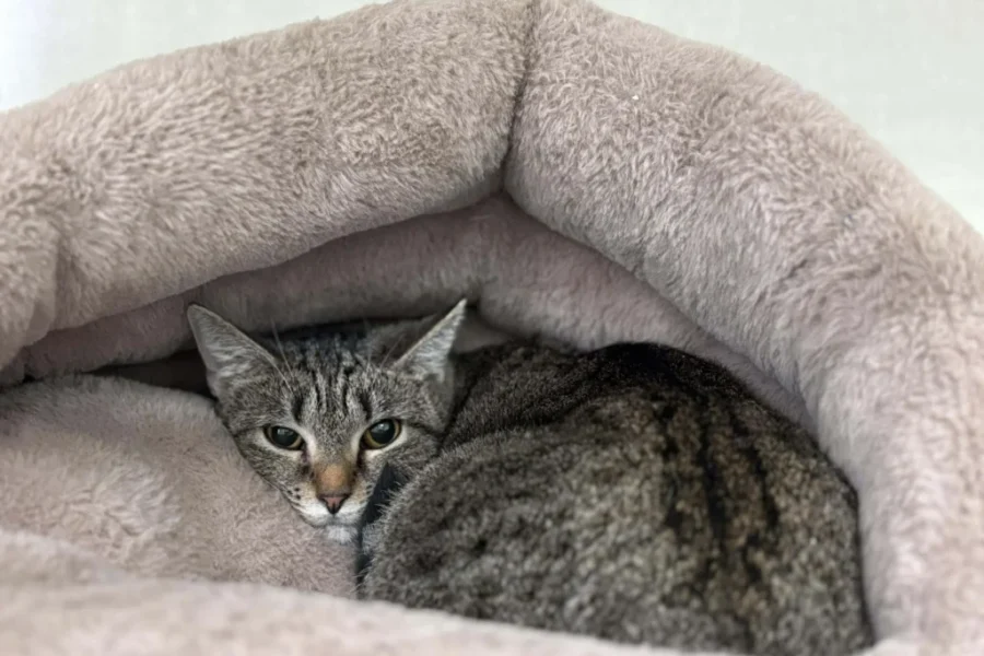 SHAID TREE ANIMAL SHELTER Adoptable of the Week : Shark
