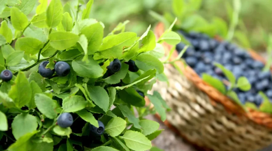 Blueberry growers heading into next season with optimism after drought