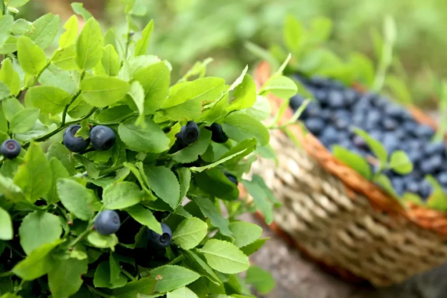 Blueberry growers heading into next season with optimism after drought