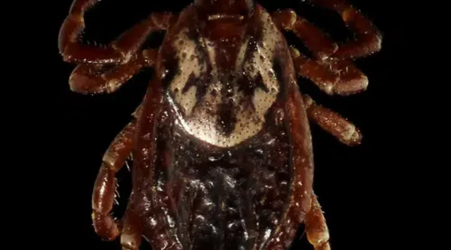 How Cold Does It Have to Be to Kill Ticks?