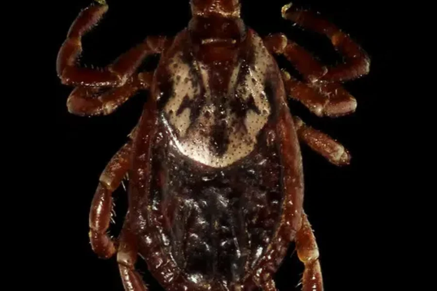 How Cold Does It Have to Be to Kill Ticks?