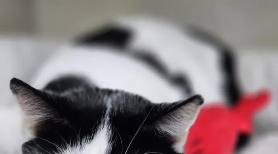 SHAID TREE ANIMAL SHELTER Adoptable of the Week : Solstice