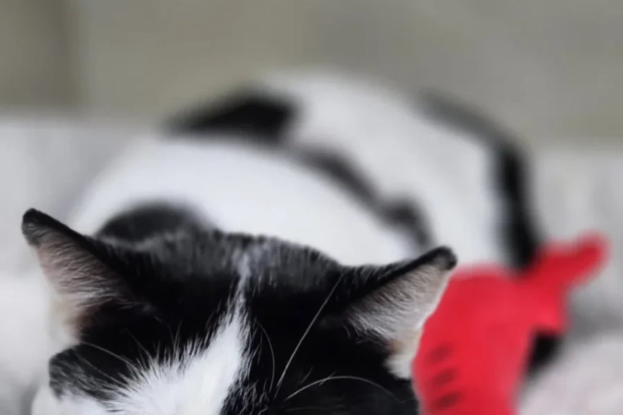 SHAID TREE ANIMAL SHELTER Adoptable of the Week : Solstice