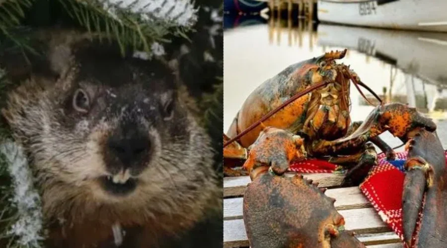 Storm may force Groundhog Day changes for Sam and Lucy