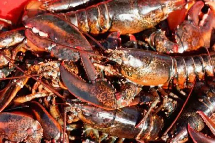 N.S. cracks down on illegal fishing with higher fines