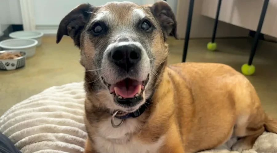 SHAID TREE ANIMAL SHELTER Adoptable of the Week : Sacha