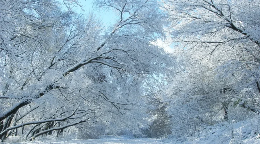 Are Tree’s Actually Exploding Parts of The U.S.?