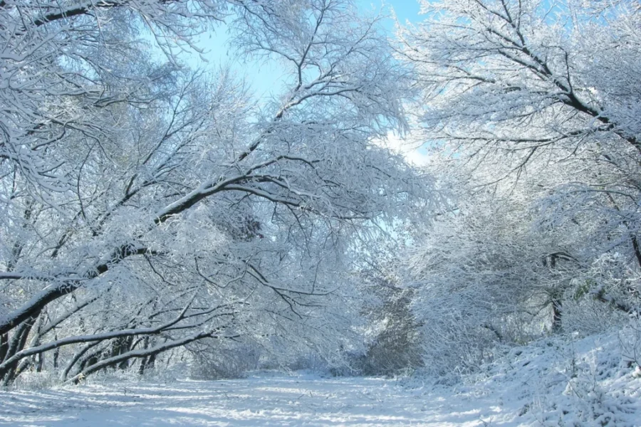 Are Tree’s Actually Exploding Parts of The U.S.?
