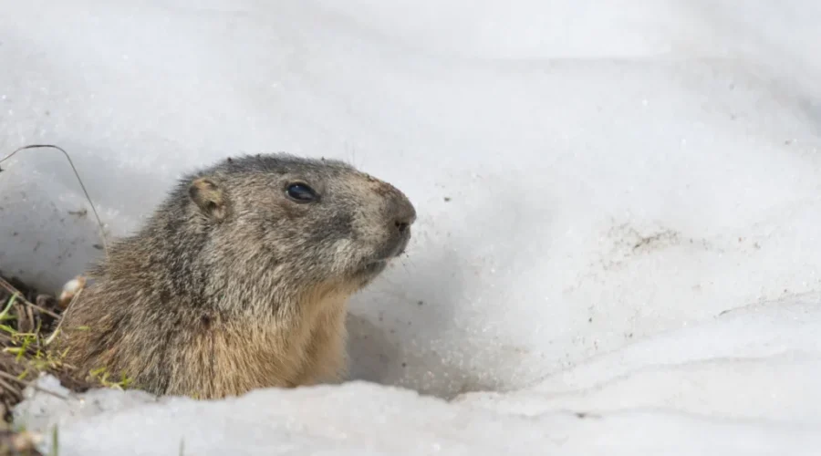 Groundhogs and a lobster make their predictions