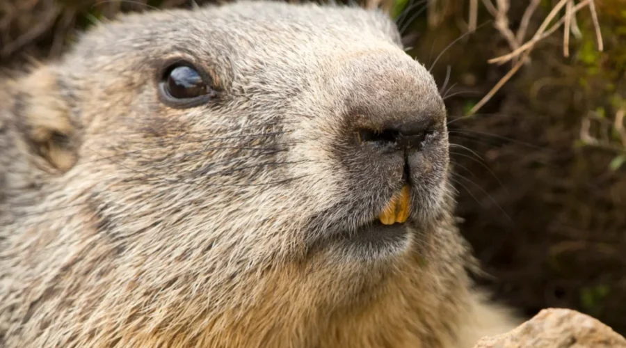The Math Behind Groundhog’s Day