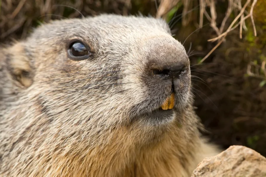 The Math Behind Groundhog’s Day