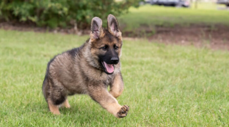 RCMP name the puppy contest is back!