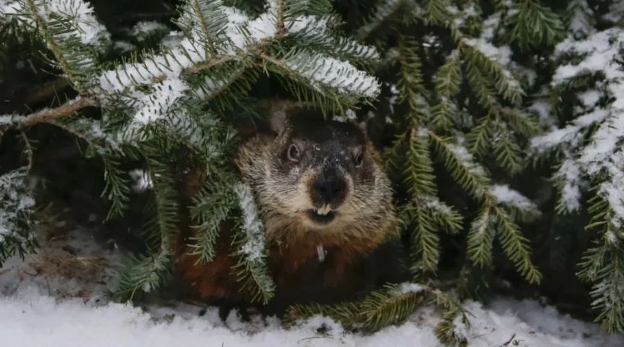 Head of wildlife association defends cancelling Groundhog Day events