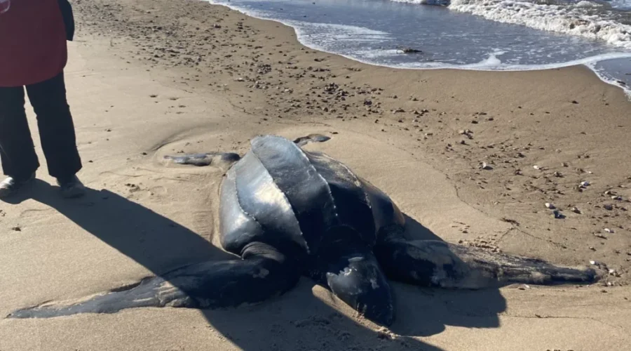 Help needed for sea turtles blocked by the Canso Causeway