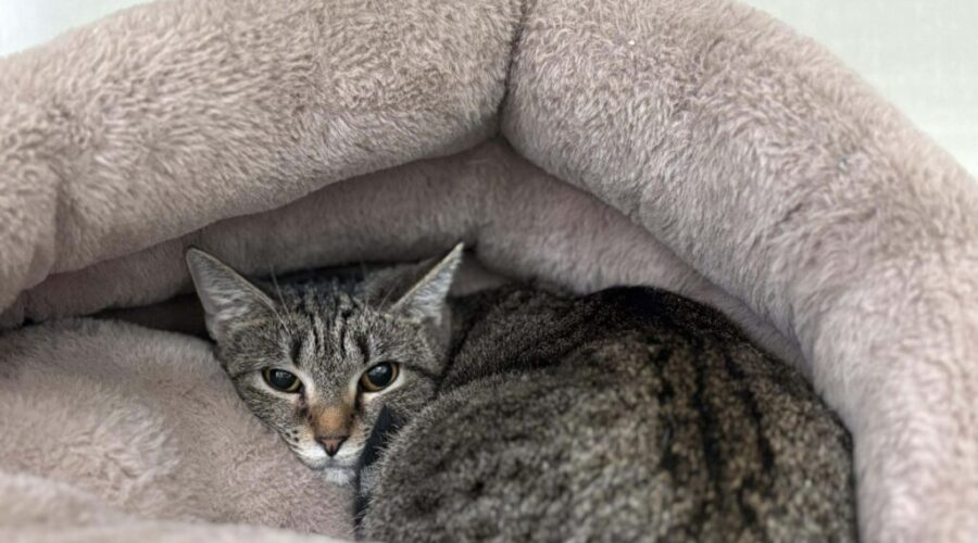 SHAID TREE ANIMAL SHELTER Adoptable of the Week : Shark