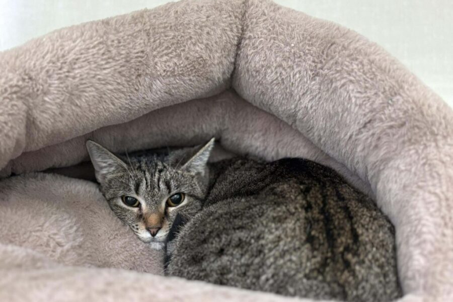 SHAID TREE ANIMAL SHELTER Adoptable of the Week : Shark