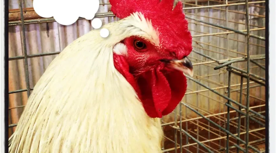 Better Watch Your Birds! The Flu Is Here.