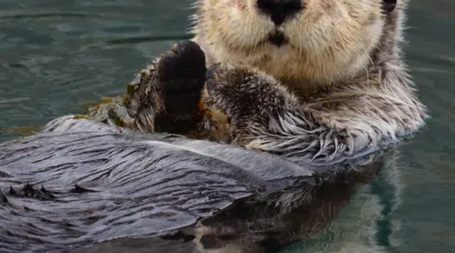 WATCH: An Underwater Camera Showing Sea Otters…This Will Put A Smile On Your Face!!