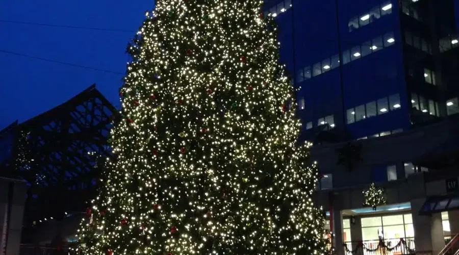 Boston’s Annual Gifted Tree From Nova Scotia Has Been Found