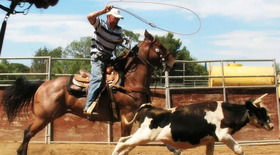 Happy Trails Leading To The South Shore Exhibition Grounds For 2022