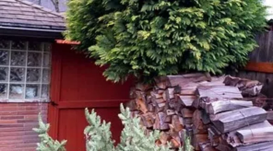 To Remove Or Enjoy A Bit Longer…. That Is The Question