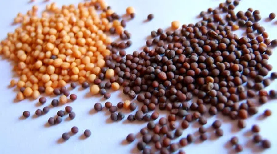 If You Receive A Package Of Random Seeds In The Mail….Don’t Open Them!!!