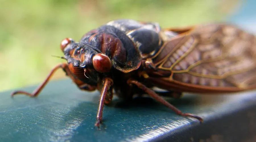 NOPE, Not Even In Chocolate… Cicadas Are Now Served
