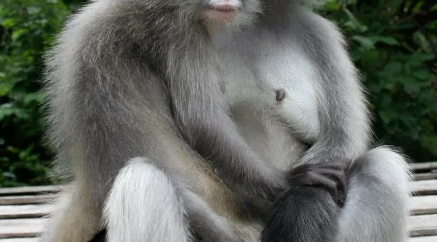 What Is This Years Hottest Facial Hair Trend….The Monkey Tail Beard!!