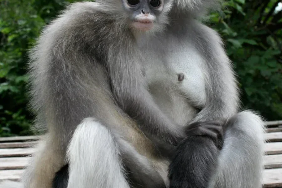 What Is This Years Hottest Facial Hair Trend….The Monkey Tail Beard!!