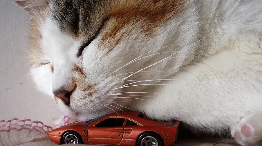 Today Could Be Life Changing Thanks To SHAID!