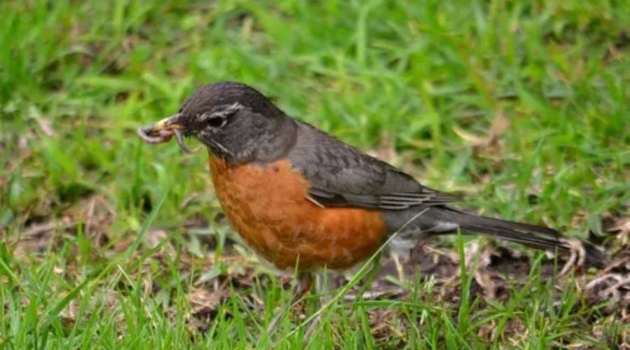 Some GOOD News, Spring Is HERE! Wonder What Birdie You Are Hearing?