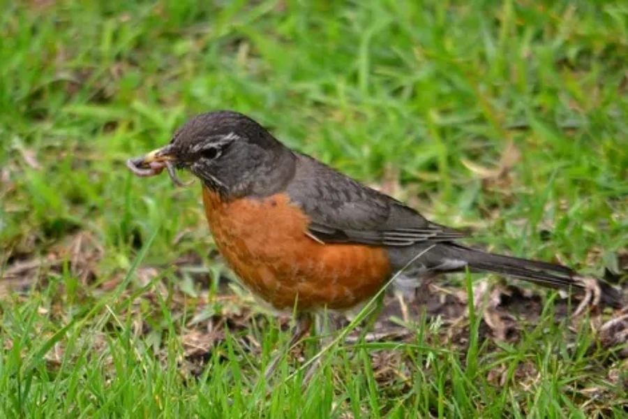 Some GOOD News, Spring Is HERE! Wonder What Birdie You Are Hearing?