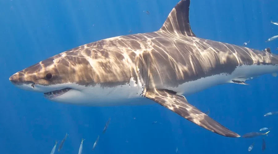 The Latest OCEARCH Tagging Is A Mature Male White Shark!!! Say Hello To Scot!!