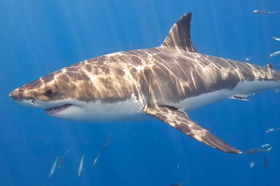 The Latest OCEARCH Tagging Is A Mature Male White Shark!!! Say Hello To Scot!!