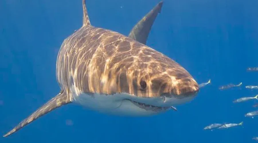 WATCH: A Huge Great White Shark Was Spotted Off The Coast Of Wedgeport NS!!