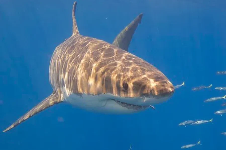 WATCH: A Huge Great White Shark Was Spotted Off The Coast Of Wedgeport NS!!