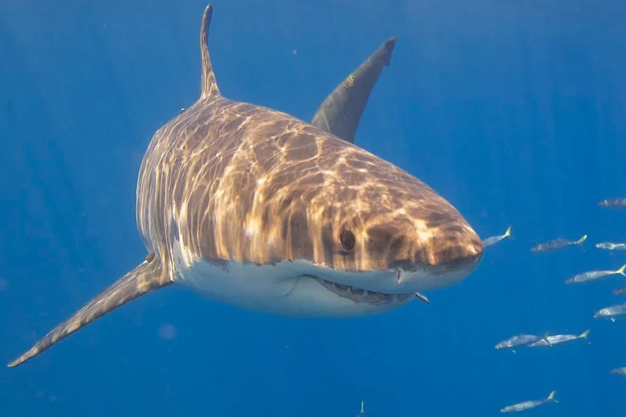 They’re Backkkkkk!!! Check out which Ocearch tagged sharks are near us!