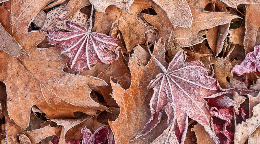 Driving On Leaves Can Be As Dangerous As Driving In Winter Weather!!!