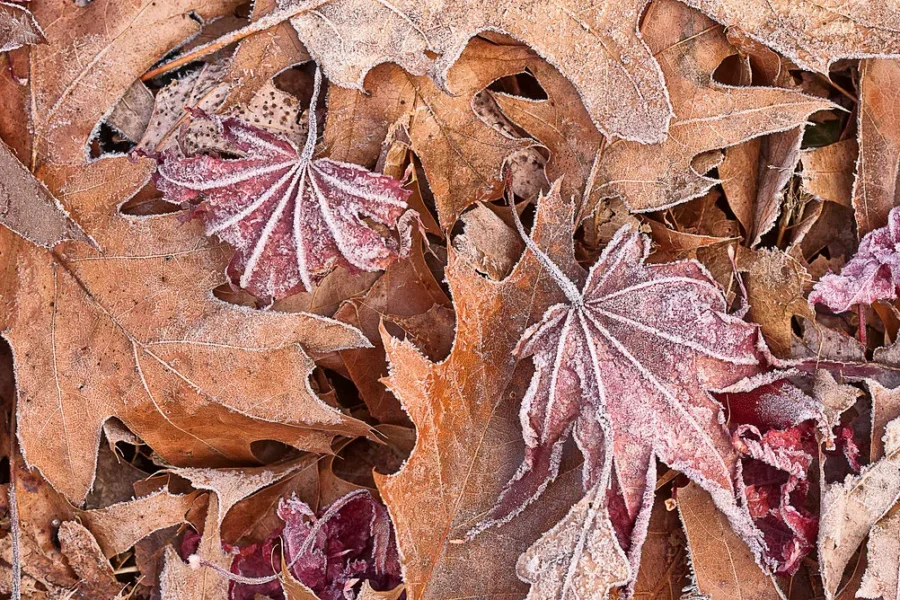 Driving On Leaves Can Be As Dangerous As Driving In Winter Weather!!!