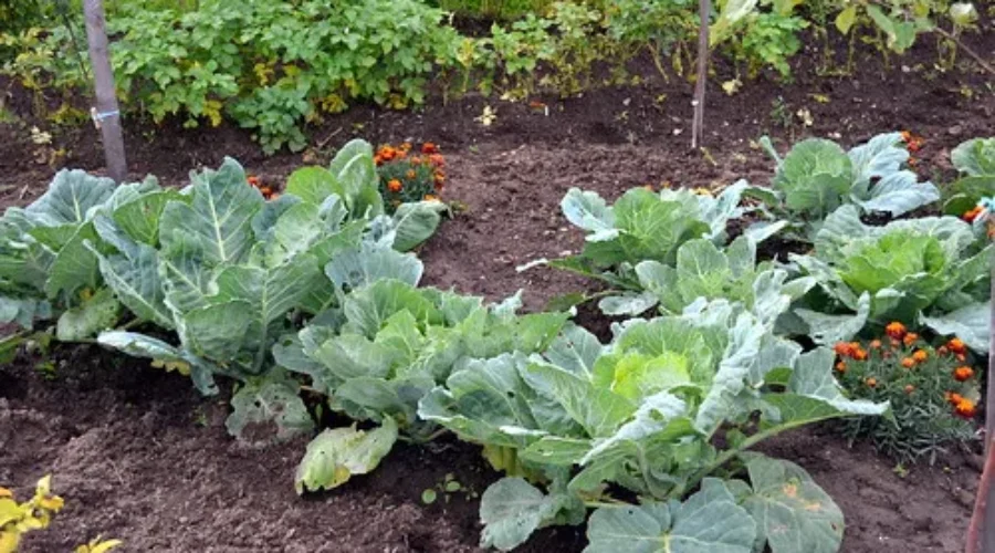 The Weekend Is Here, Time To START! Your Garden That Is.