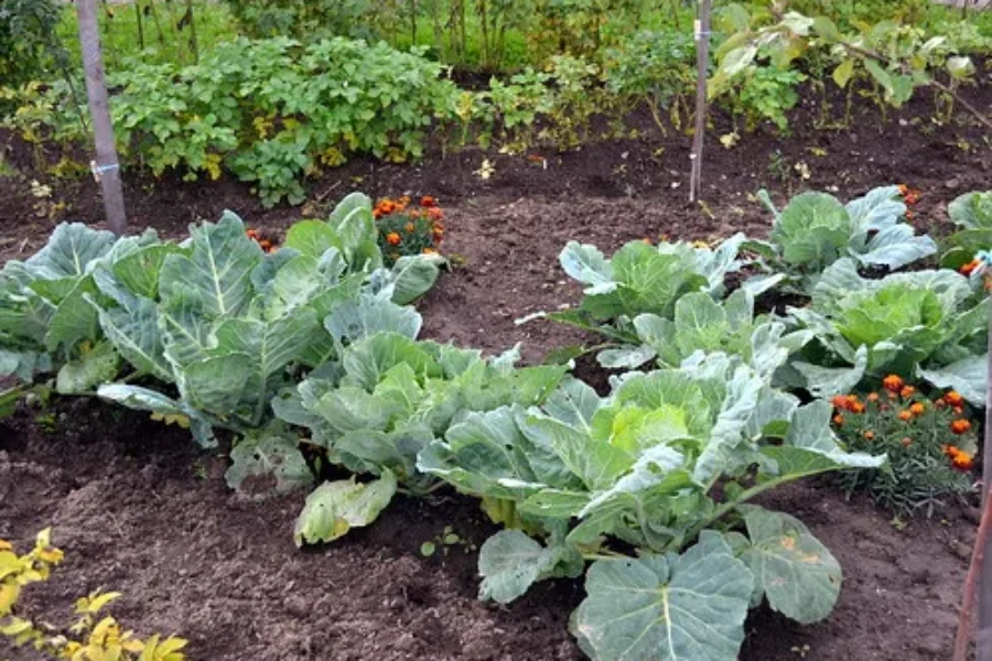 The Weekend Is Here, Time To START! Your Garden That Is.