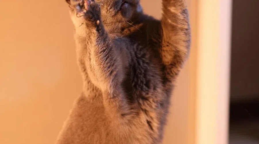 MEOW – Learn How You Might Be Misreading Your Kitty