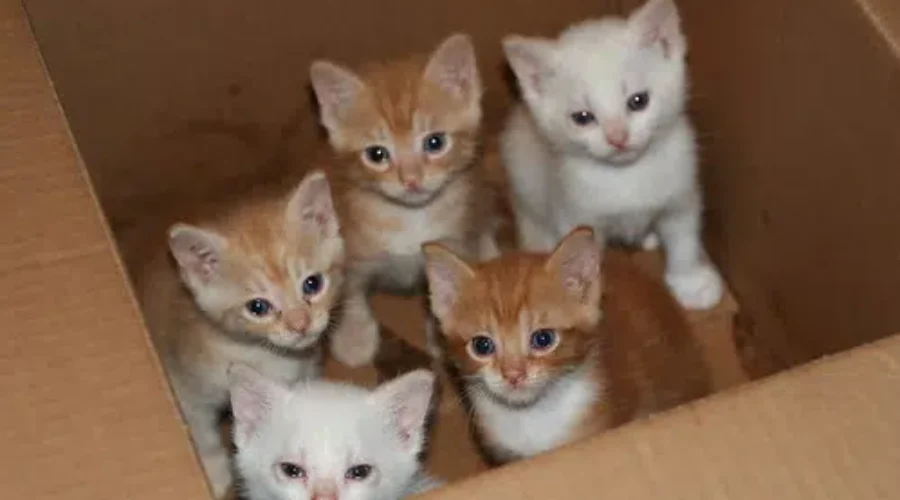 SHAID Tree Animal Shelter And The SPCA Are Offering Adoptions Once Again…But In A Different Way!