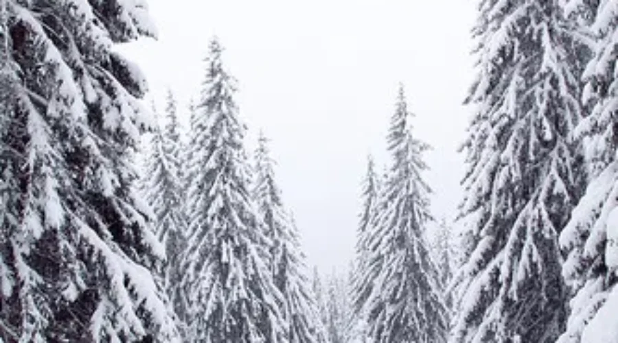 Wondering What To Do With The White Stuff?