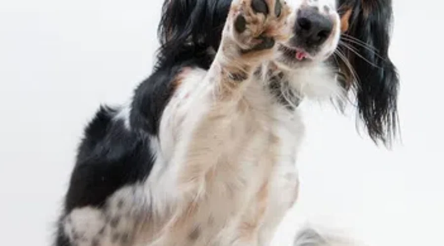 Prevent Burnt Pet Paws…Something To Remember As It gets Hotter Ourside!!