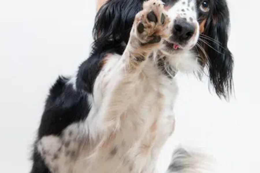 Prevent Burnt Pet Paws…Something To Remember As It gets Hotter Ourside!!
