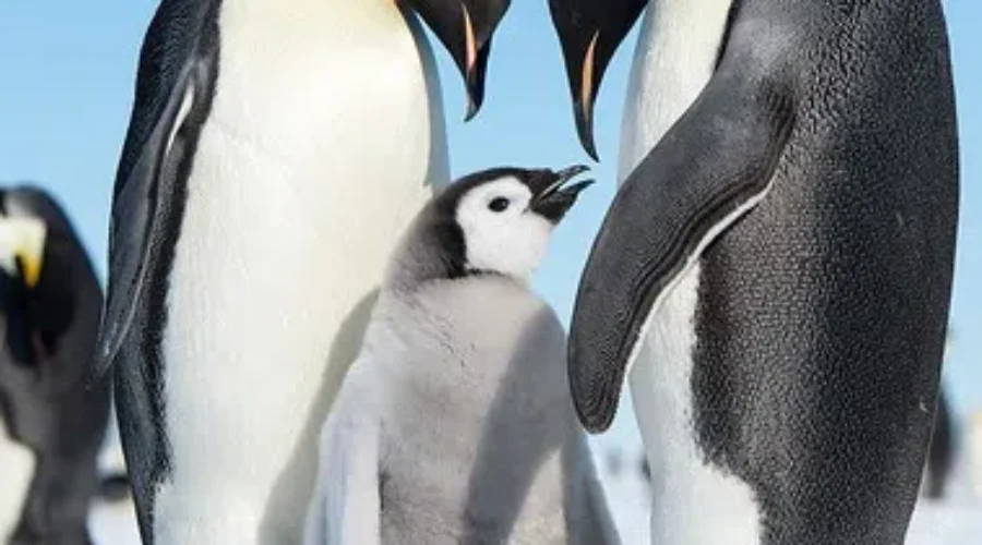 It’s Icy, Do The Penguin
